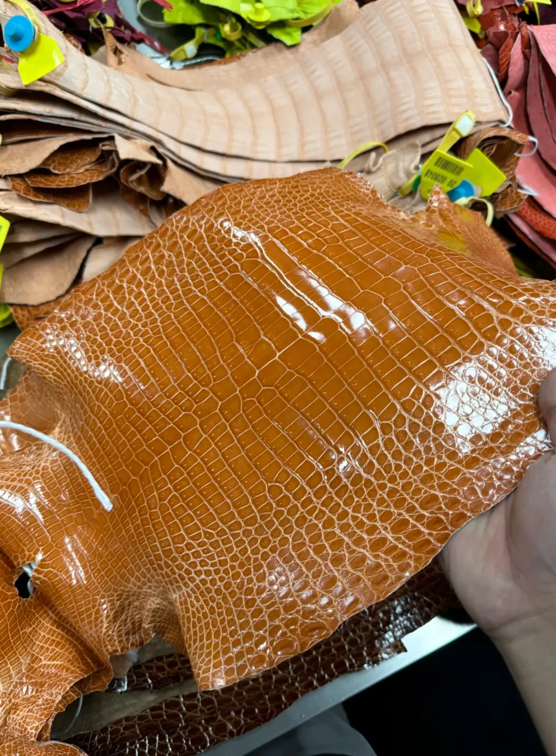Glossy cognac crocodile hide selected for Lone Cuir leathercraft
